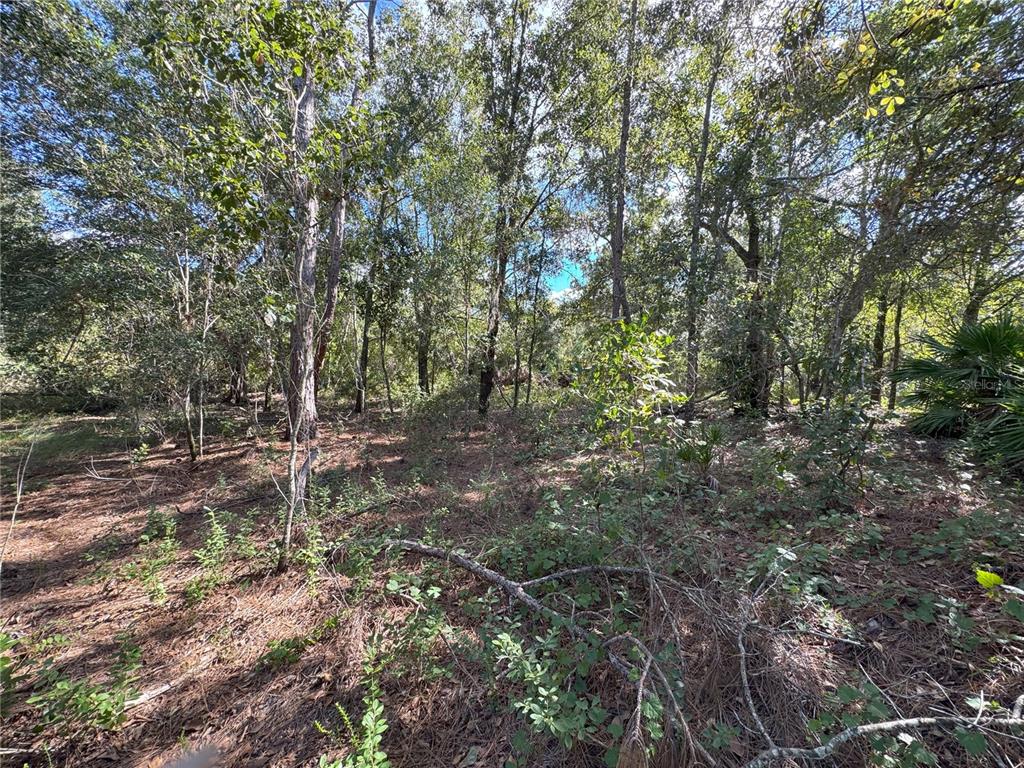 0 Alturas Babson Park Cut-Off Road Lake Wales, FL 33859 - Photo 14 of 22 a view of a forest with trees