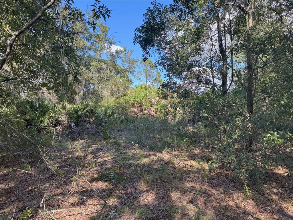 0 Alturas Babson Park Cut-Off Road Lake Wales, FL 33859 - Photo 15 of 22 a view of a forest with trees in the background