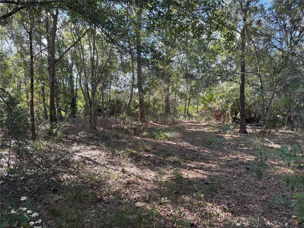 0 Alturas Babson Park Cut-Off Road Lake Wales, FL 33859 - Photo 16 of 22 a view of a forest with trees in the background