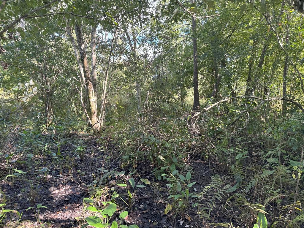 0 Alturas Babson Park Cut-Off Road Lake Wales, FL 33859 - Photo 17 of 22 a view of a lush green forest