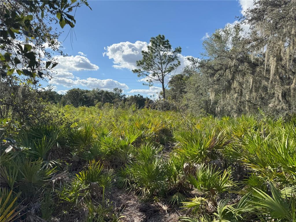 0 Alturas Babson Park Cut-Off Road Lake Wales, FL 33859 - Photo 18 of 22 a view of a tree with a yard