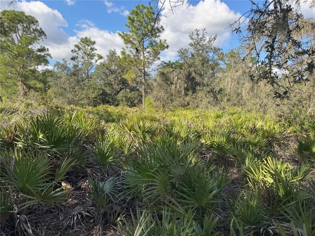 0 Alturas Babson Park Cut-Off Road Lake Wales, FL 33859 - Photo 19 of 22 a close up of a plant