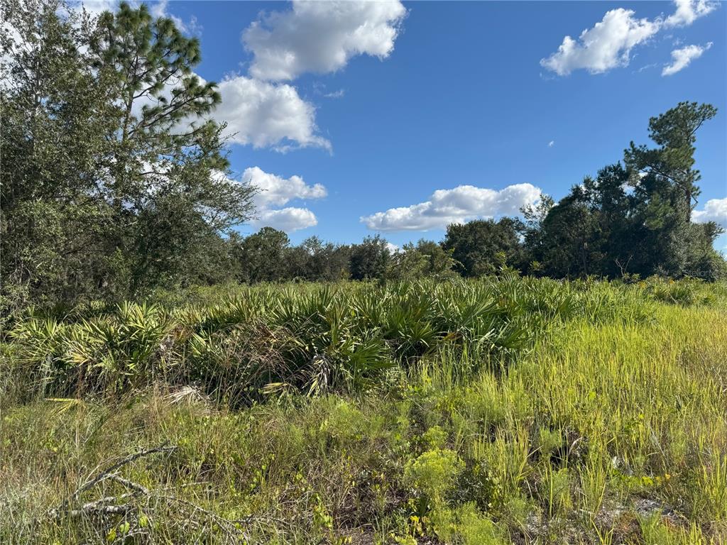 0 Alturas Babson Park Cut-Off Road Lake Wales, FL 33859 - Photo 20 of 22 a view of a flower in a garden