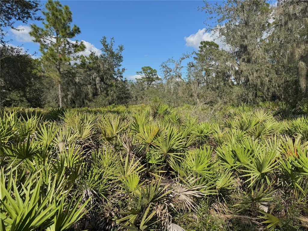 0 Alturas Babson Park Cut-Off Road Lake Wales, FL 33859 - Photo 3 of 22 a view of a yard with a tree
