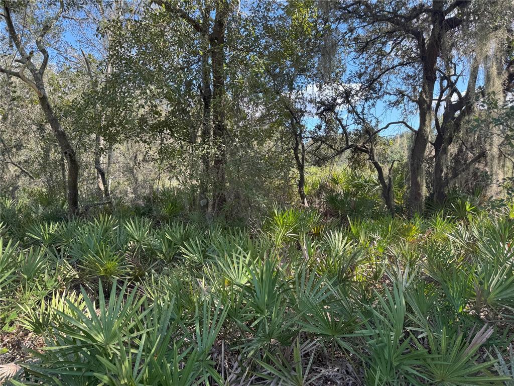 0 Alturas Babson Park Cut-Off Road Lake Wales, FL 33859 - Photo 4 of 22 a view of a yard