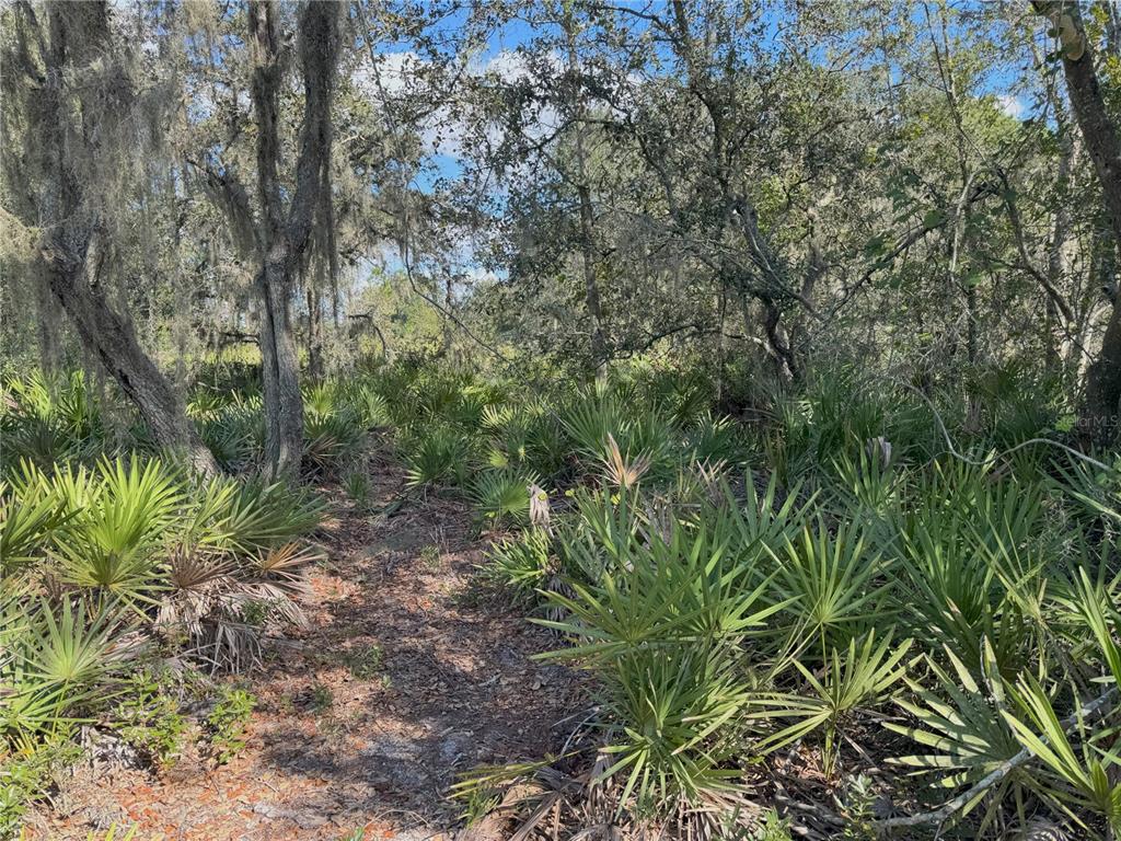 0 Alturas Babson Park Cut-Off Road Lake Wales, FL 33859 - Photo 5 of 22 a view of a yard with plants and large trees