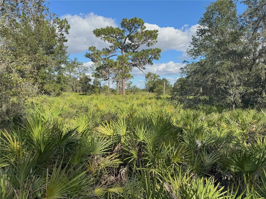 0 Alturas Babson Park Cut-Off Road Lake Wales, FL 33859 - Photo 6 of 22 a close up of a plant