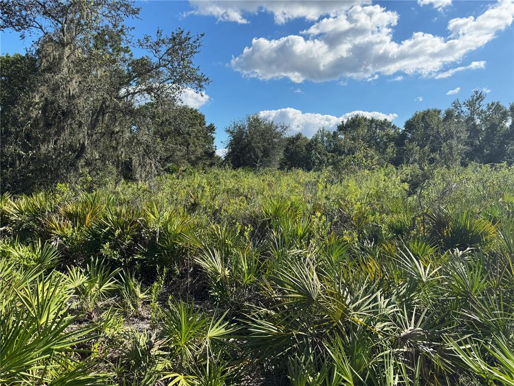 0 Alturas Babson Park Cut-Off Road Lake Wales, FL 33859 - Photo 8 of 22 a view of a bunch of trees and bushes