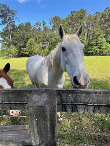 13029 Bessie Booth Road Folsom, LA 70437 - Photo 32 of 33