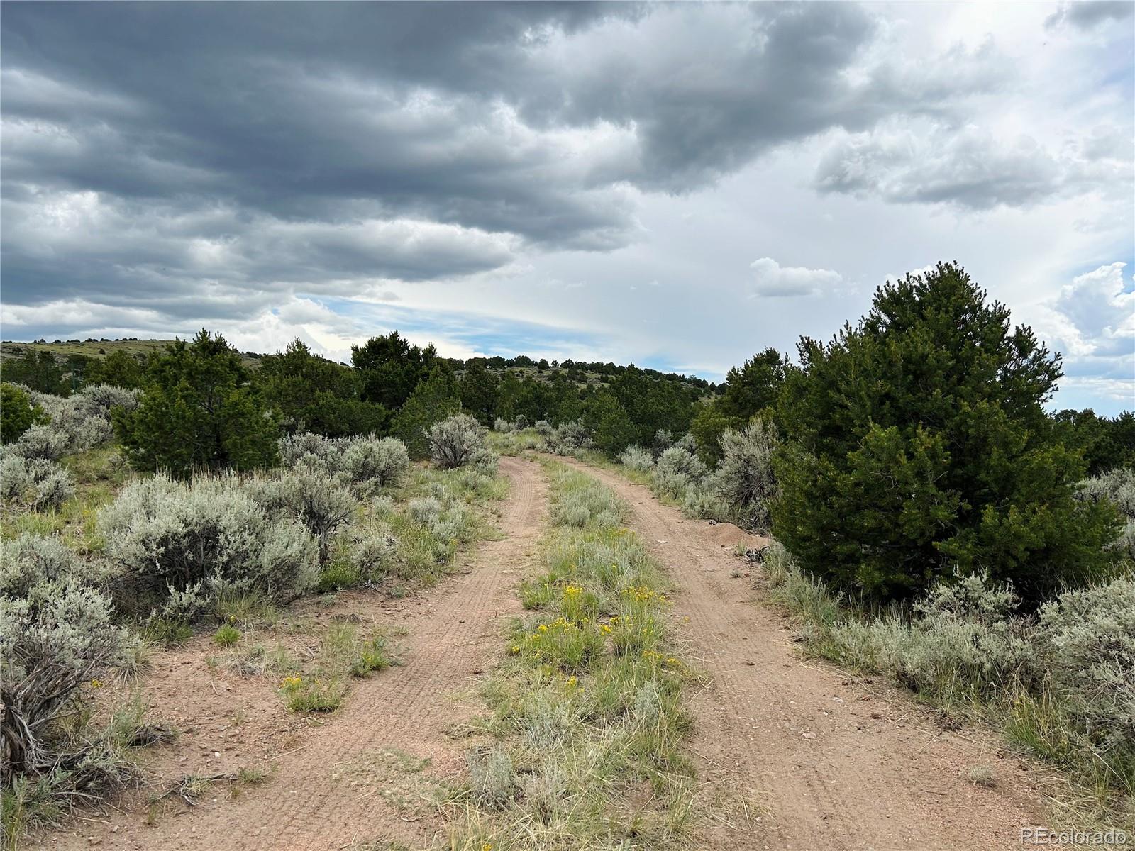 4535 Sarnoff Road Fort Garland, CO 81133 - Photo 28 of 44 a view of a dry yard with lots of trees