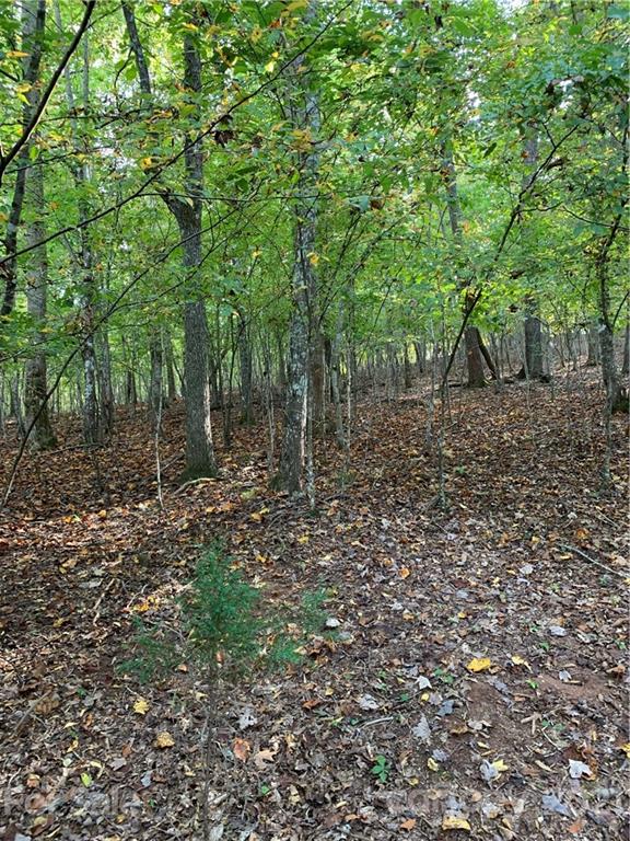 350 Cross Ridge Drive Rutherfordton, NC 28139 - Photo 30 of 30 a view of a forest with trees in the background