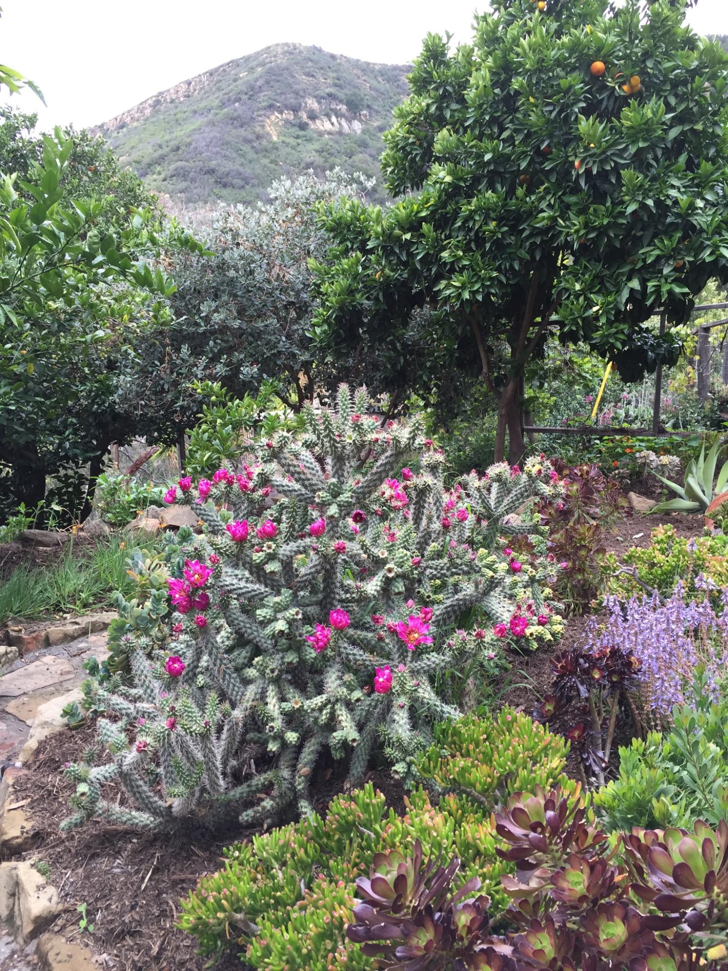 23 North San Marcos Road Santa Barbara, CA 93111 - Photo 20 of 20 Garden/mtn View