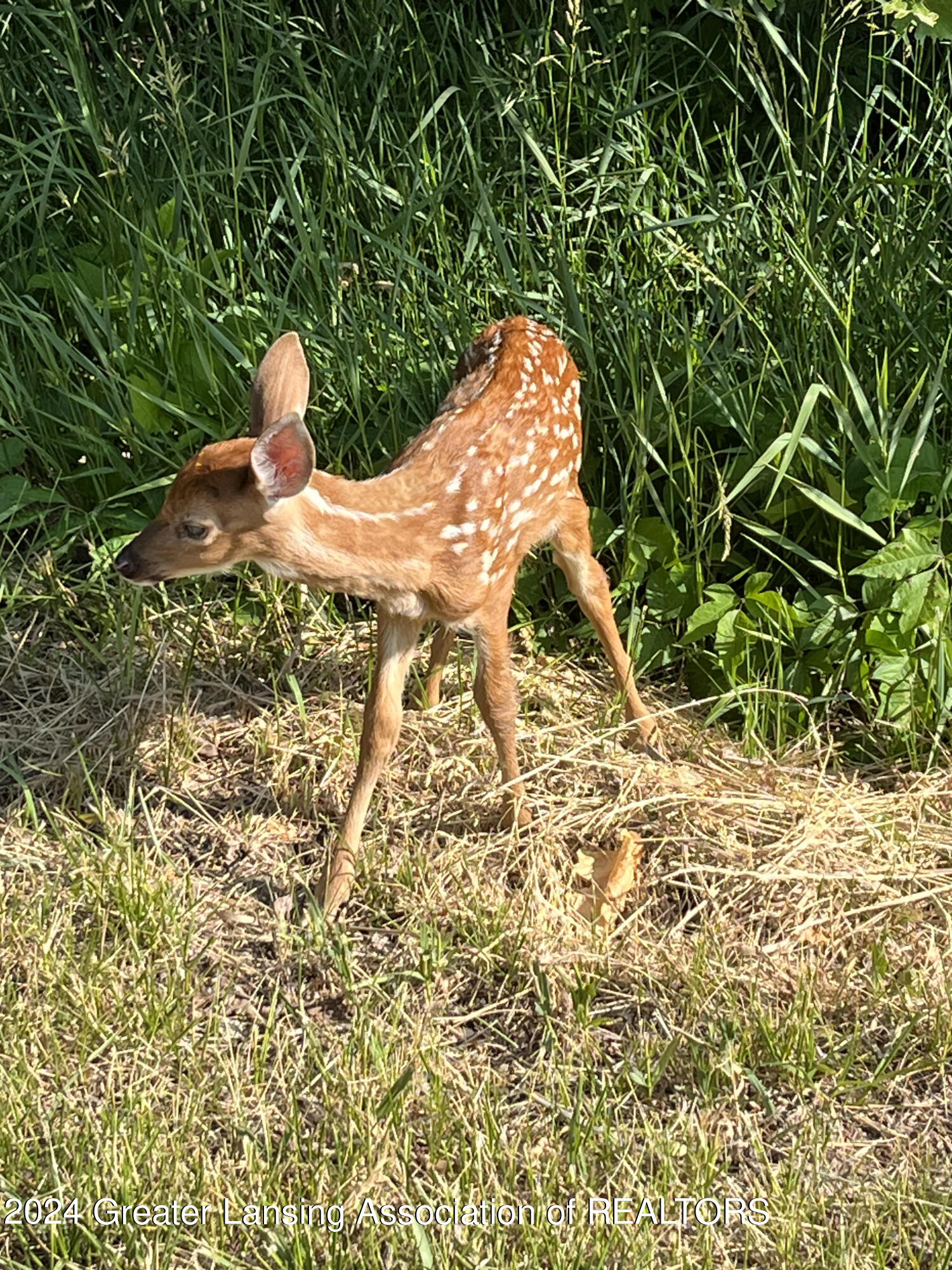 1601 Willoughby Road Mason, MI 48854 - Photo 35 of 40 Deer