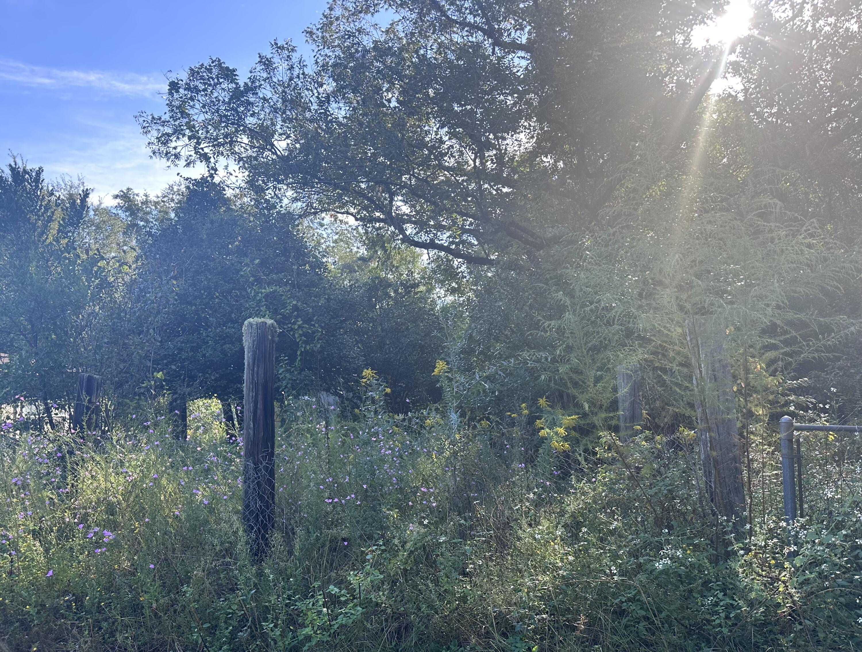 1816 Wadsworth Road Baker, FL 32531 - Photo 7 of 7 a view of a forest