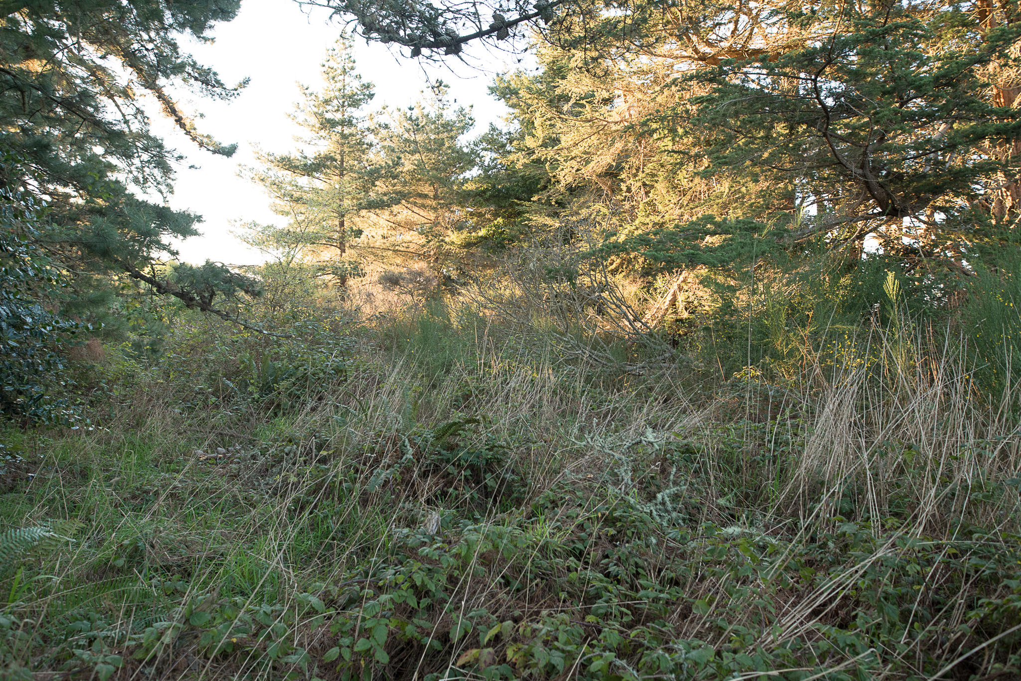 7156 Humboldt Hill Road Eureka, CA 95503 - Photo 26 of 31
