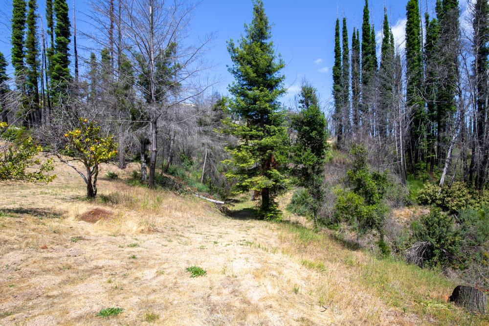 1300 Pinecrest Drive Boulder Creek, CA 95006 - Photo 10 of 18 a view of outdoor space with trees