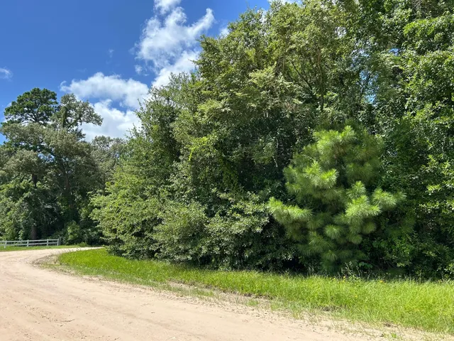 a view of a yard with large trees