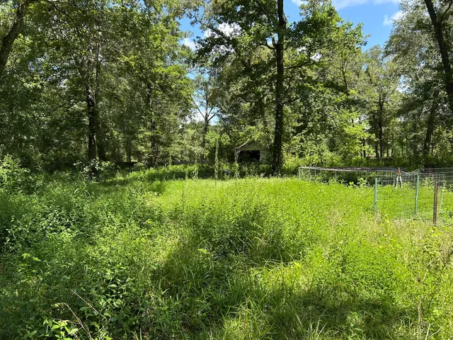 a view of a forest with trees