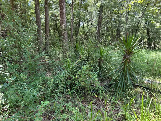 a view of a lush green forest