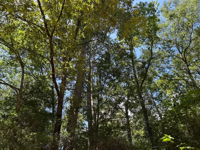 a close up of a tree