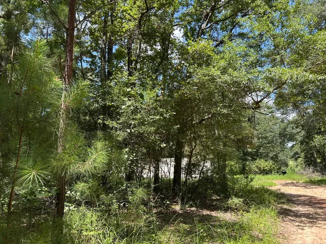 a view of a forest with lots of trees