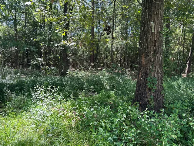 a view of a yard with a tree