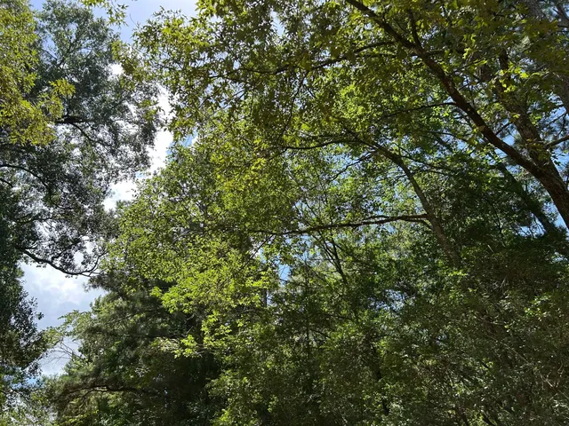 $218,120 | 87 Townley Ranch Road, Huntsville, TX 77320