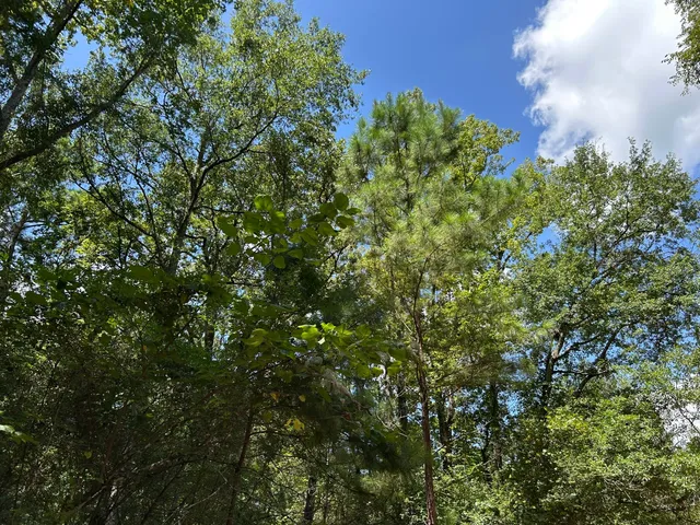 $218,120 | 87 Townley Ranch Road, Huntsville, TX 77320