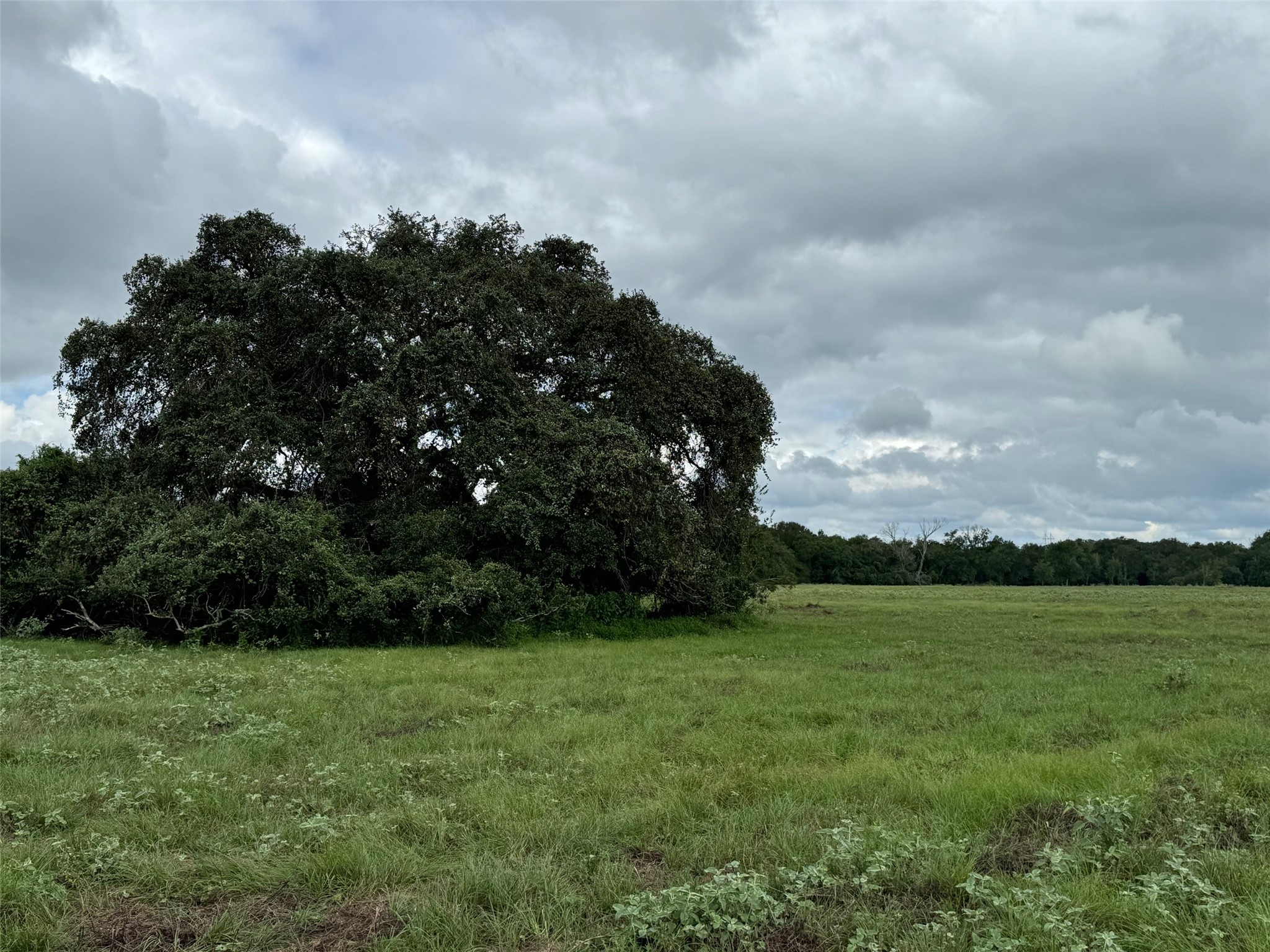 3817 Fm 154 Muldoon, TX 78949 - Photo 11 of 37 a view of a field of grass and trees