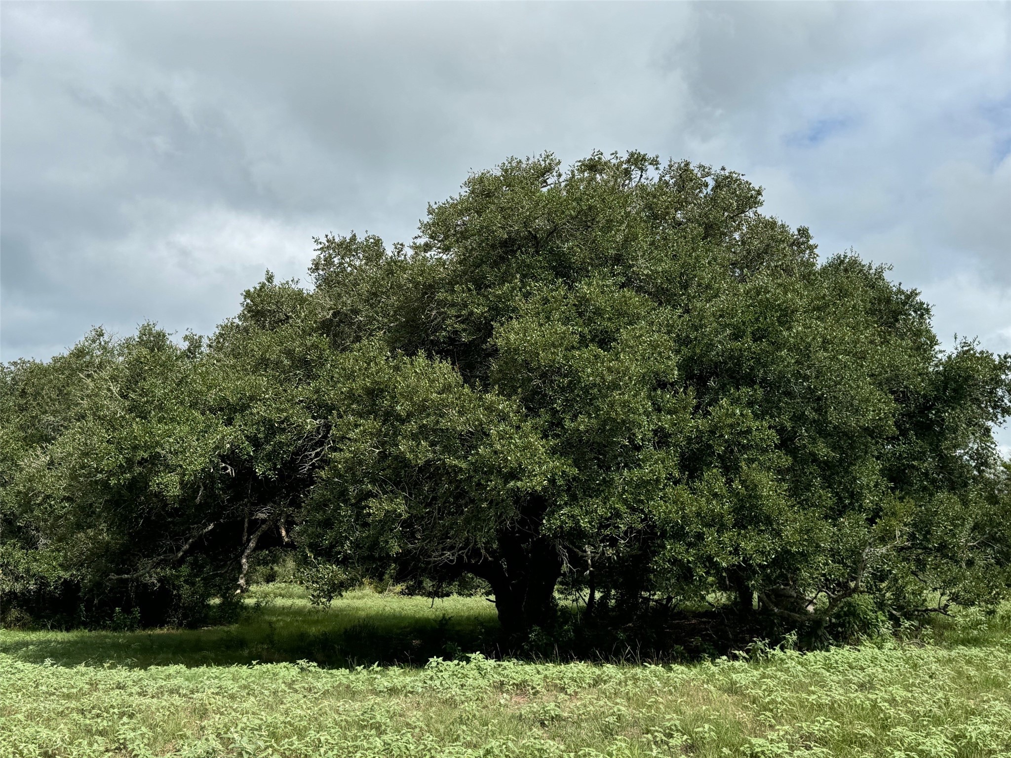 3817 Fm 154 Muldoon, TX 78949 - Photo 12 of 38 a view of a garden with a tree