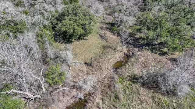 a view of a forest with trees in the background