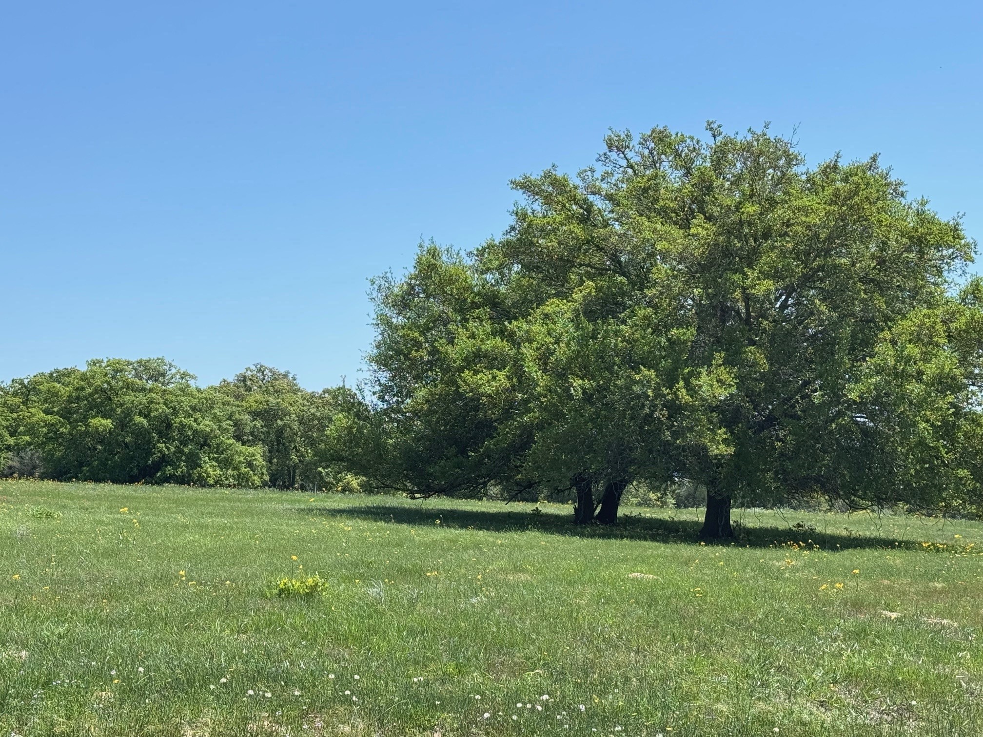 3817 Fm 154 Muldoon, TX 78949 - Photo 32 of 38 a view of a field with trees in the background