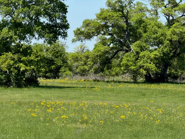 a view of a grassy field with trees