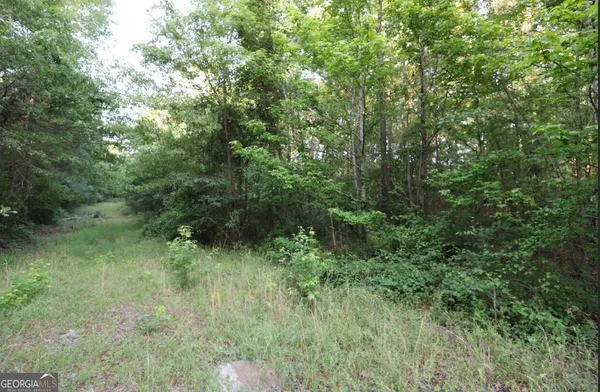 a view of a lush green forest