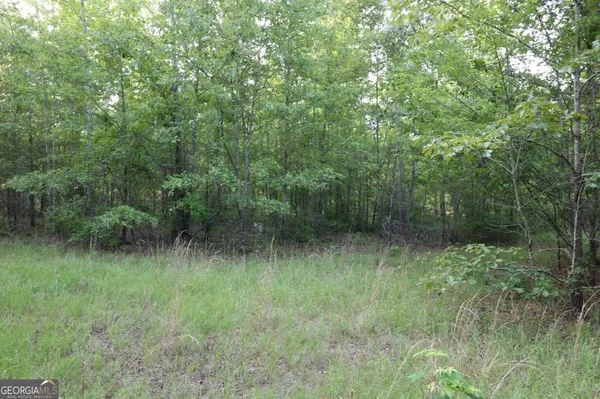 a view of a lush green forest with lots of trees