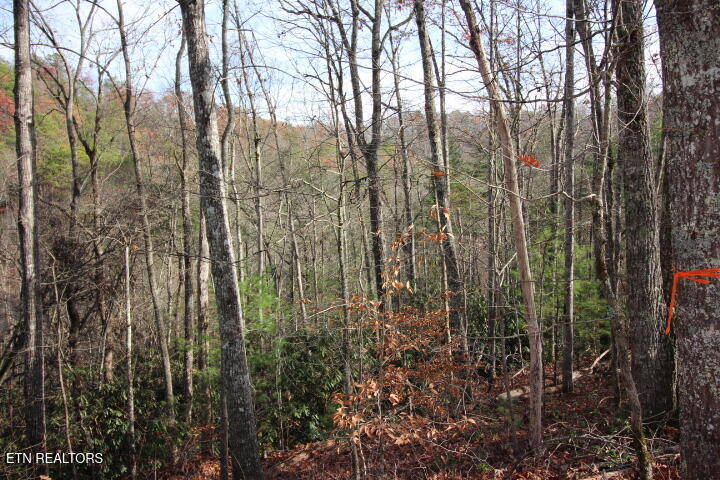 119 Taylors Rdg Road Walland, TN 37886 - Photo 7 of 27 SaddleRidge 014