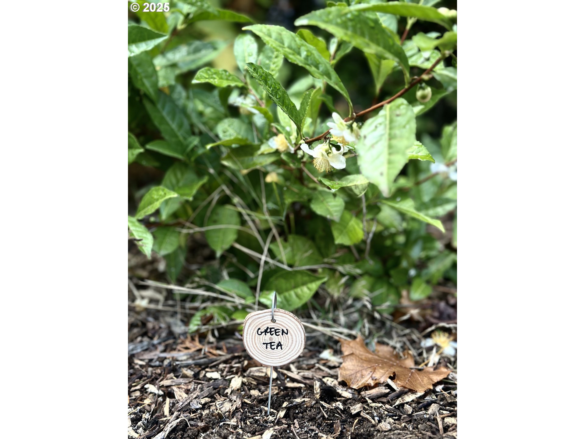 2728 Southeast 175th Place Portland, OR 97236 - Photo 31 of 33 a close up of a plant in a garden