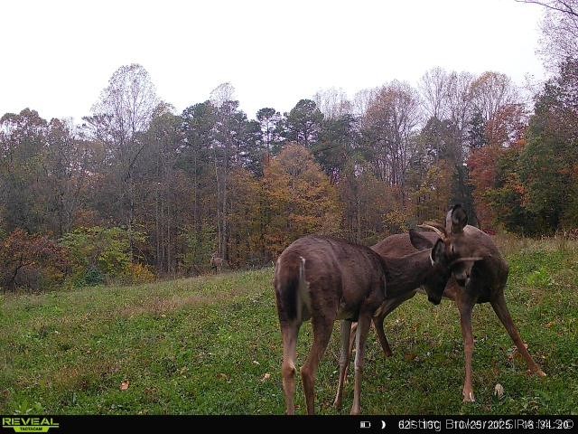 421 South Main Street English, IN 47118 - Photo 2 of 66 Deer on the 20.38 acres