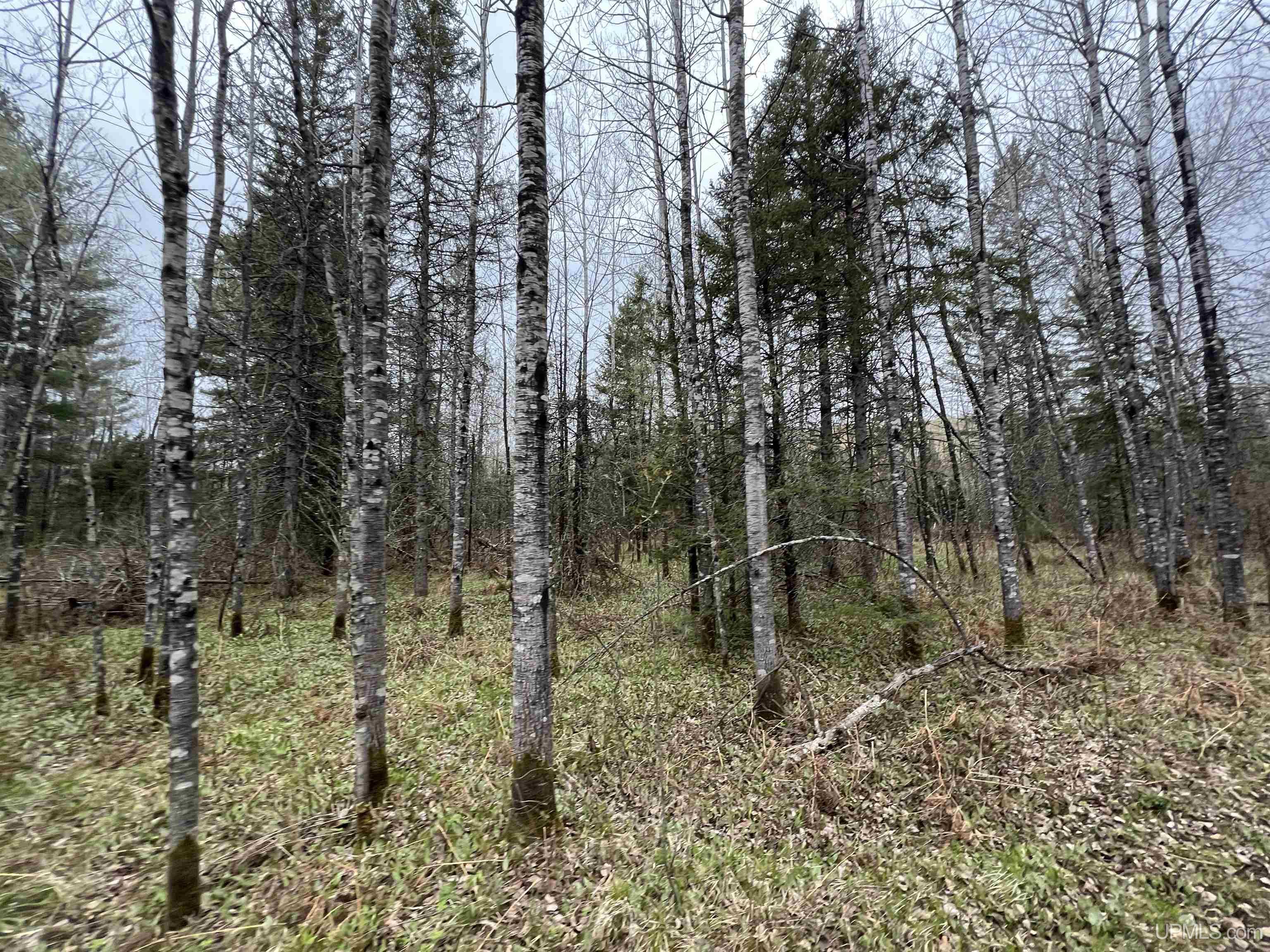 Tbd River Country Road Iron River, MI 49935 - Photo 7 of 10
