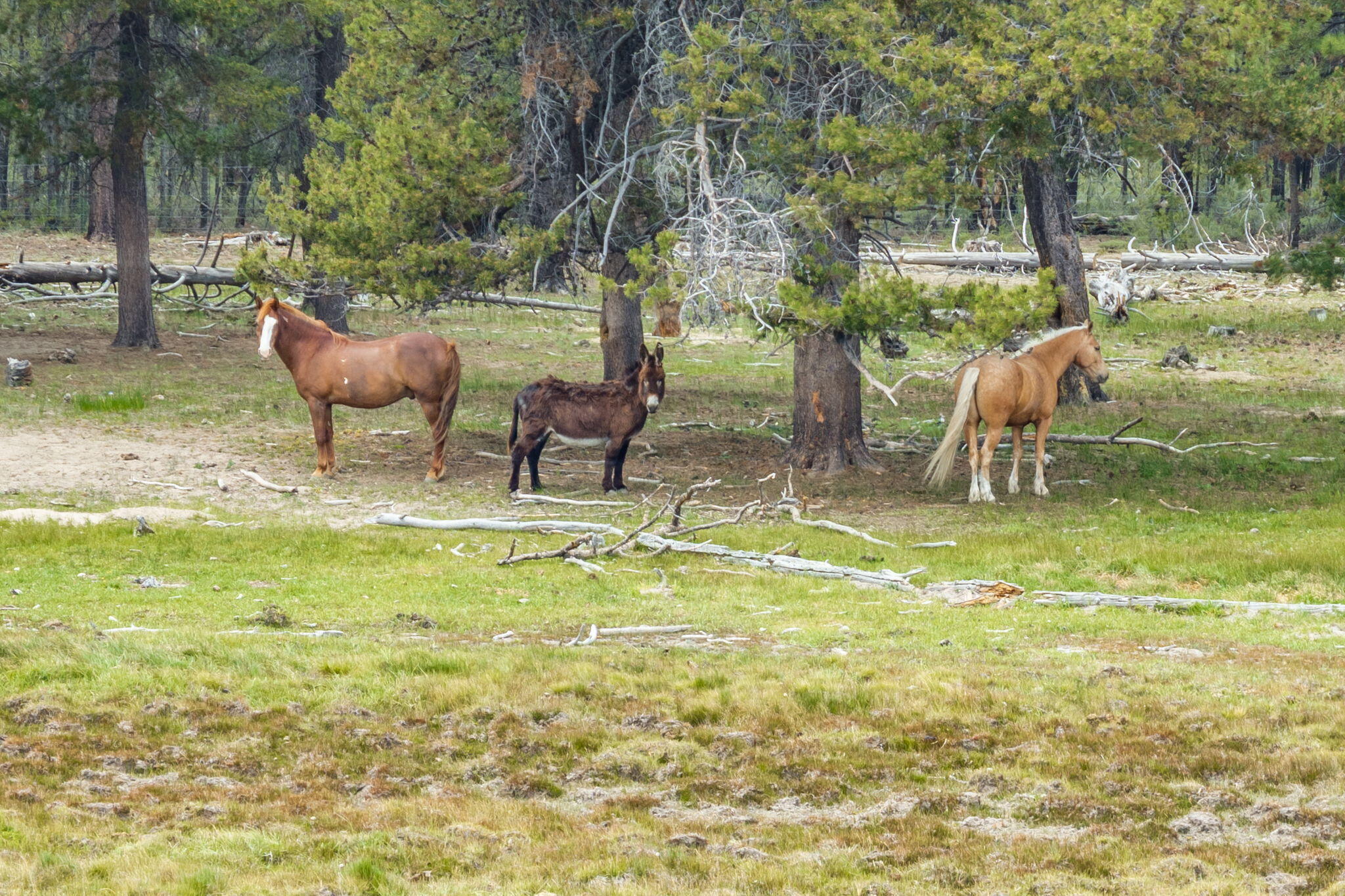 151772 Beal Road La Pine, OR 97739 - Photo 28 of 35 Horses