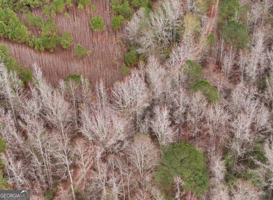 0 Cheaha Road, Unit LOT 6 Munford, AL 36268 - Photo 15 of 37 a view of a backyard with plants and large trees