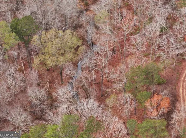 a view of a forest with lots of trees