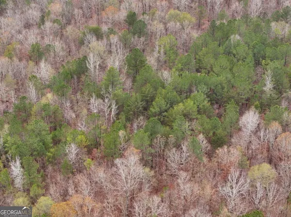 a view of a forest with a tree