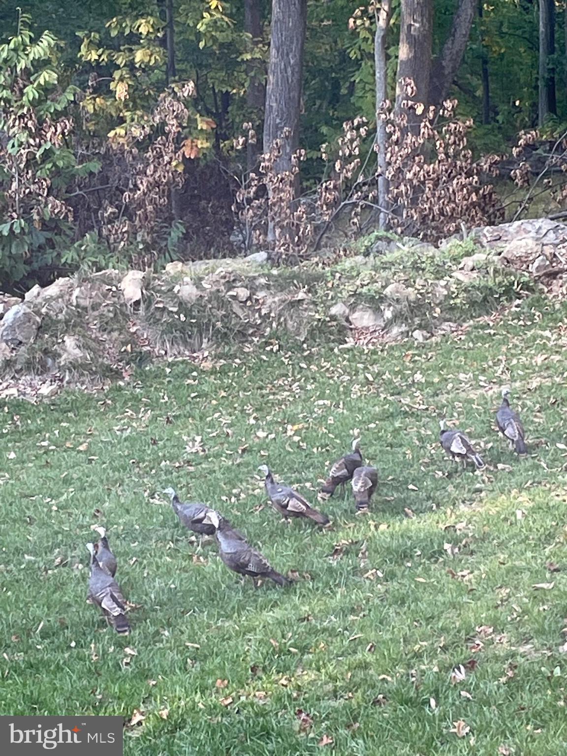 439 Windy Way Front Royal, VA 22630 - Photo 40 of 40 a backyard of a house with lots of green space