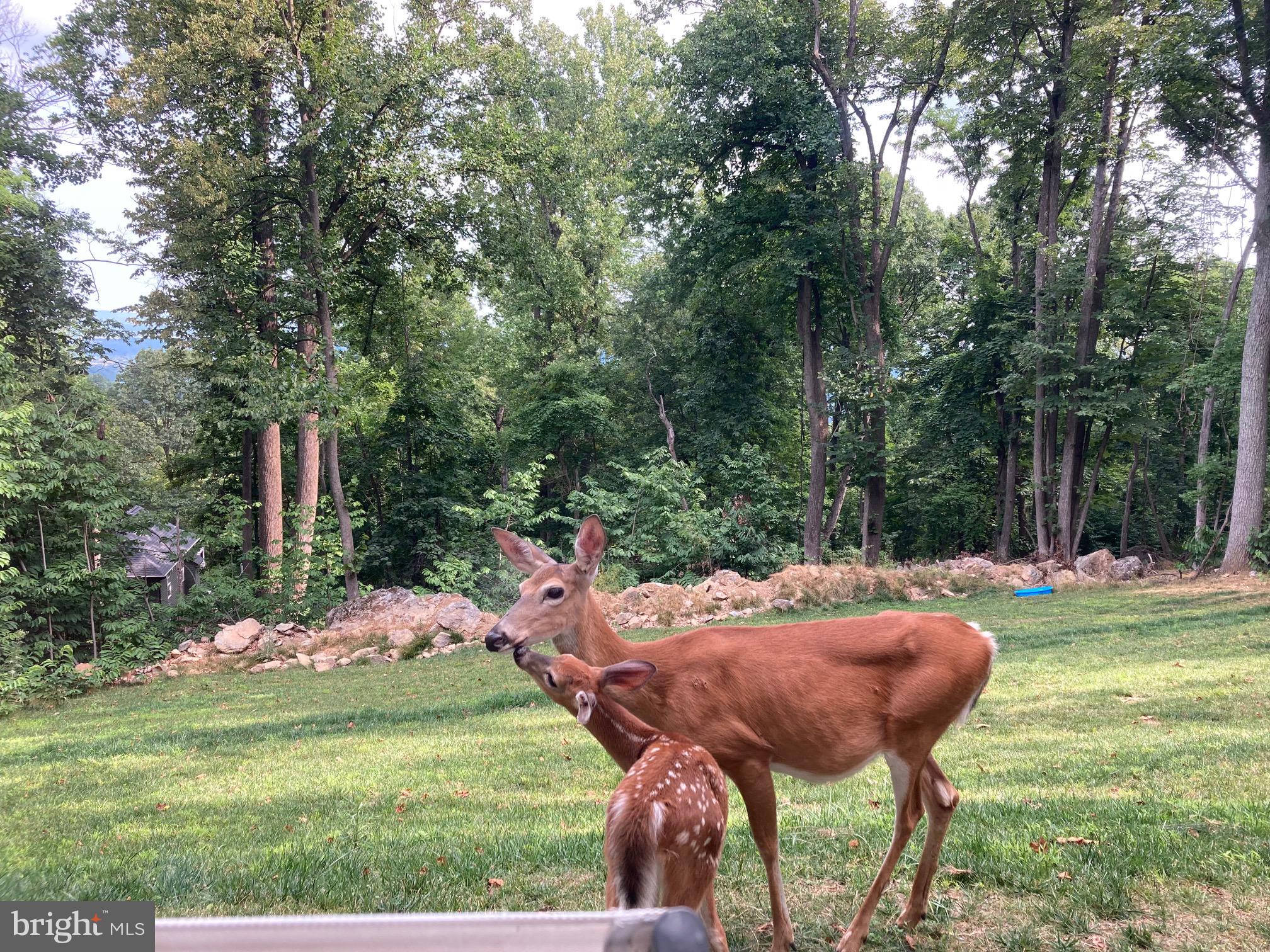 439 Windy Way Front Royal, VA 22630 - Photo 4 of 40 a backyard of a house with yard and outdoor seating