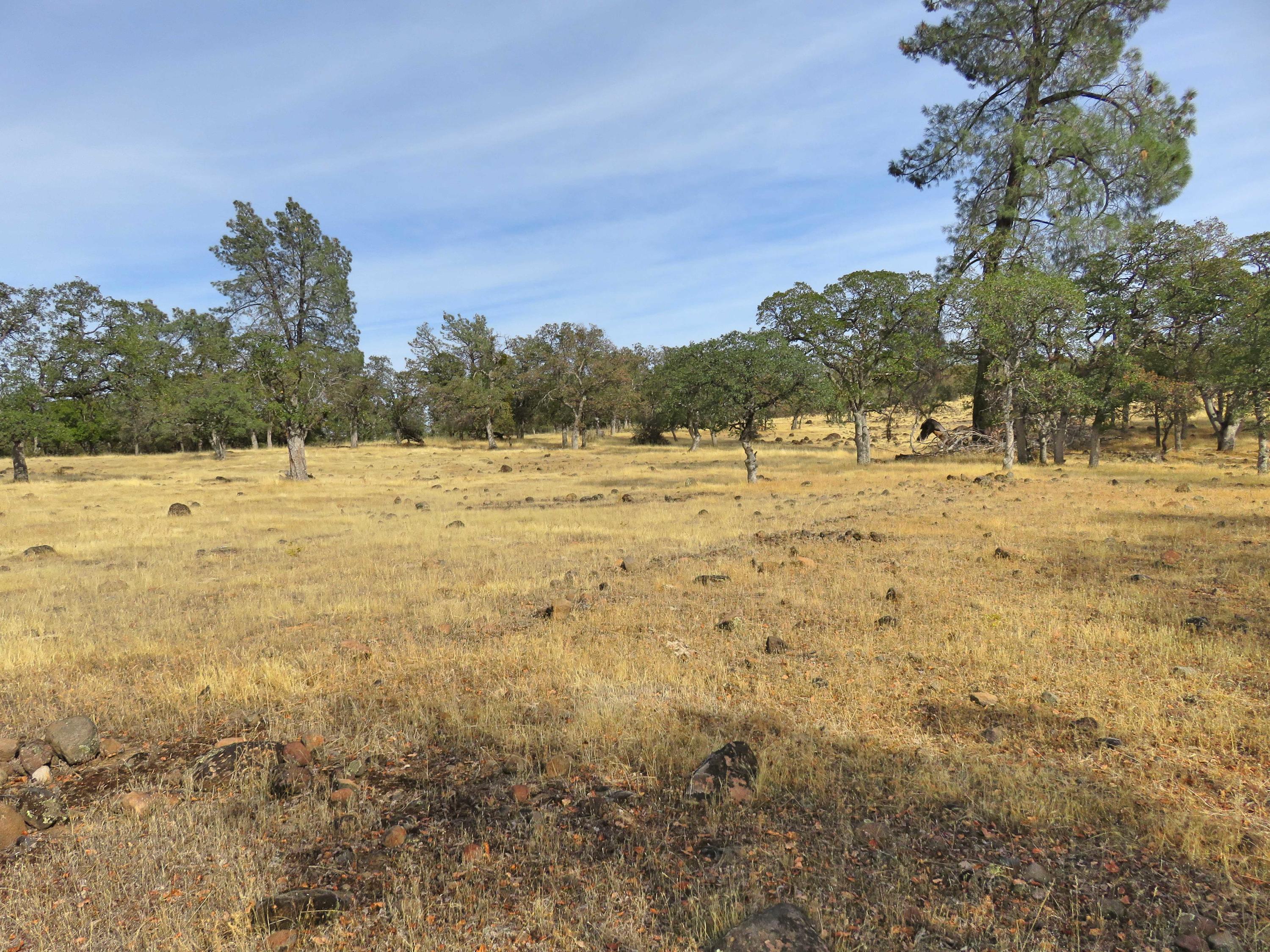 37-acres Wildcat Road Shingletown, CA 96088 - Photo 11 of 17 Level with a view
