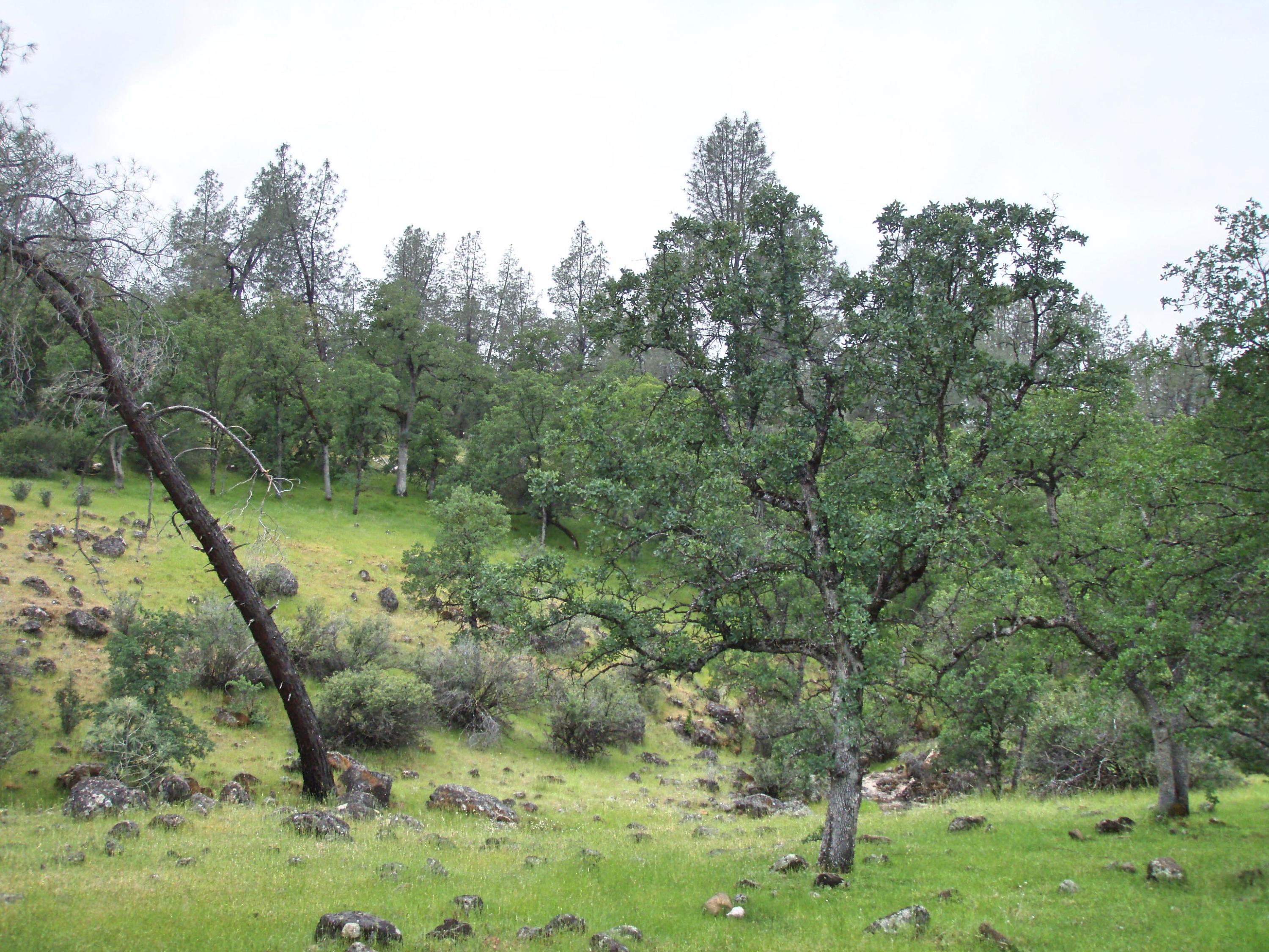 37-acres Wildcat Road Shingletown, CA 96088 - Photo 14 of 17 Oaks and grass