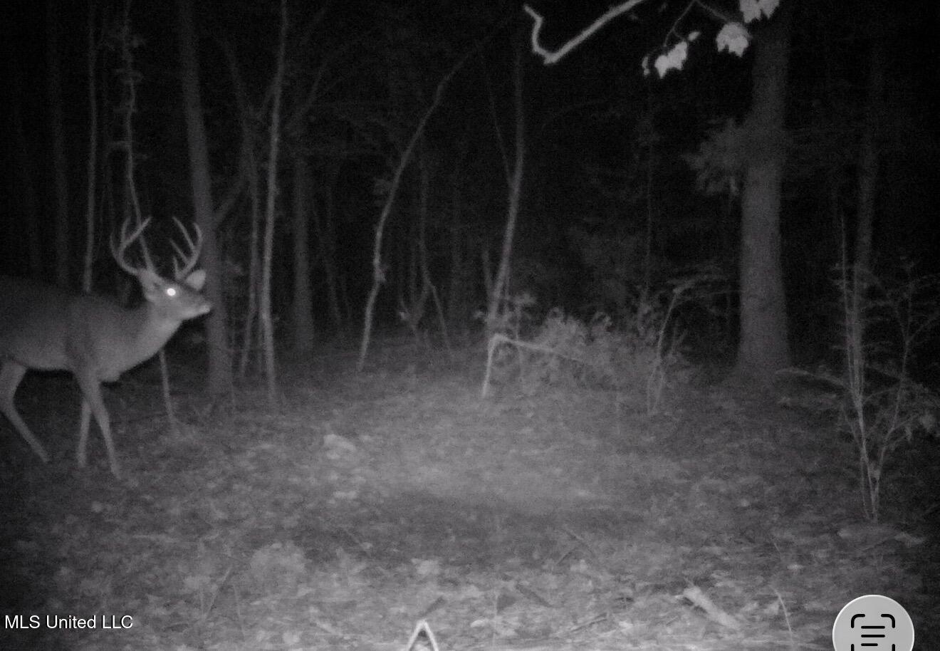 Crooked Creek Road Newhebron, MS 39140 - Photo 15 of 26 IMG_8593 2