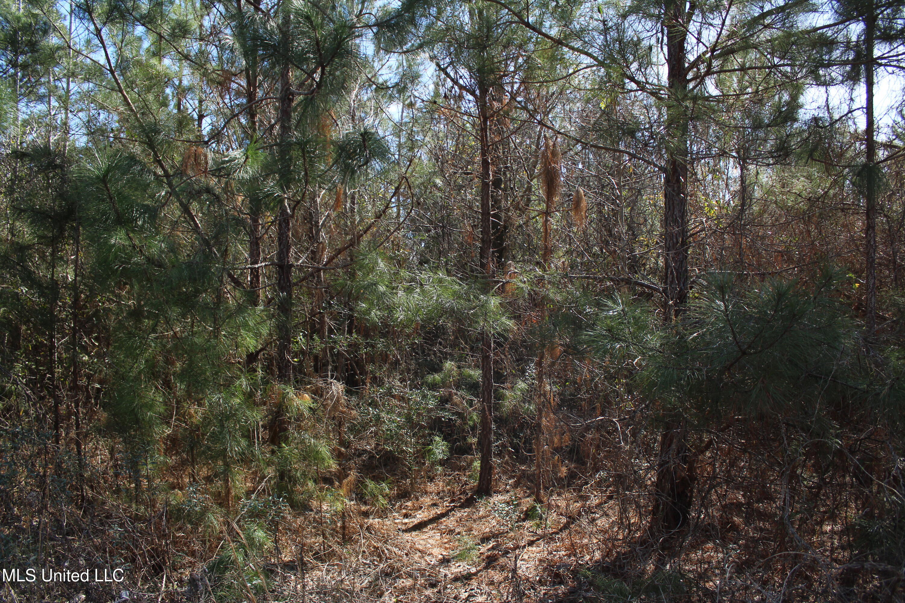 Crooked Creek Road Newhebron, MS 39140 - Photo 18 of 26 IMG_9637