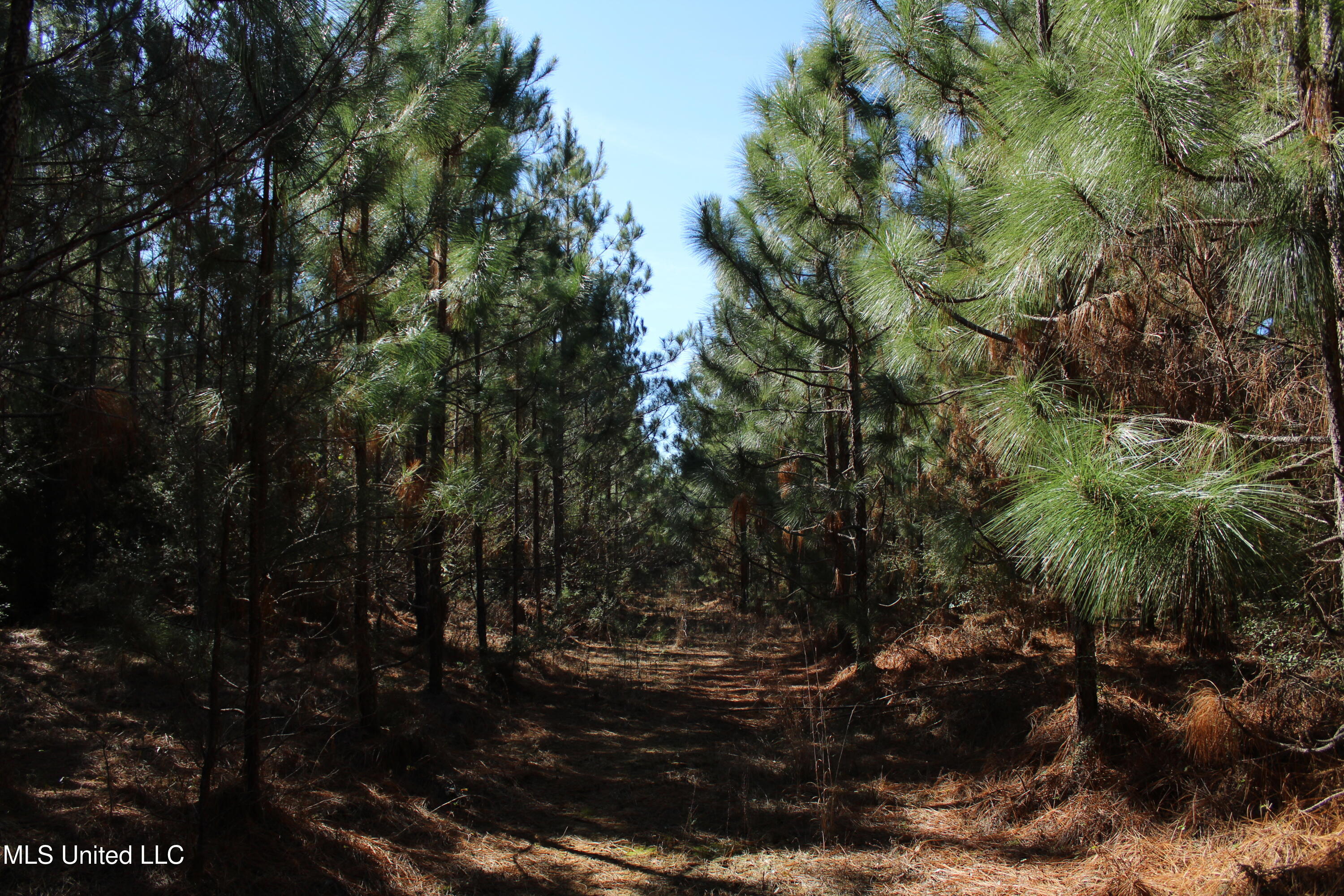 Crooked Creek Road Newhebron, MS 39140 - Photo 21 of 26 IMG_9640